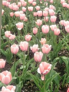 many pink tulips are growing in the field