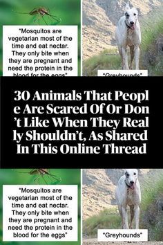 an animal that is standing in the grass with other animals around it and text about them