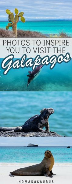 the galapagoss are one of the most beautiful places in the world to visit