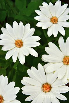 white daisies with yellow center surrounded by green leaves