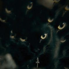 a black cat with yellow eyes looking at the camera while it's surrounded by other cats