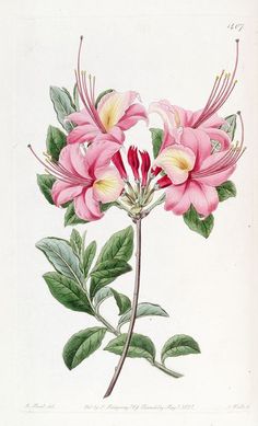 an illustration of pink flowers with green leaves on a white background, from the natural history of plants