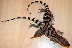 two lizards sitting on top of a wooden table