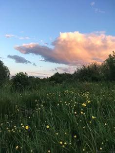 a field with yellow flowers and trees under a cloudy blue sky in the distance,