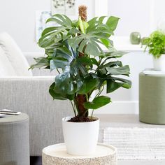 a potted plant sitting on top of a white table next to a couch in a living room