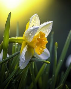 a yellow and white daffodil with water droplets on it's petals