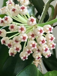 white flowers with pink centers on green leaves