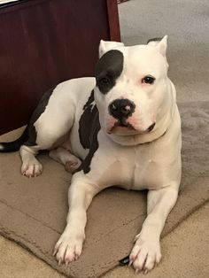 a white and black dog laying on top of a brown floor next to a bed