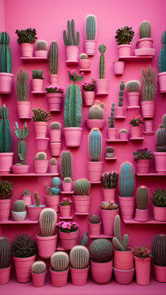 many different kinds of cactus in pink pots on the wall with other cacti and succulents