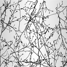 black and white photograph of branches with no leaves