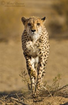 a cheetah is walking in the dirt