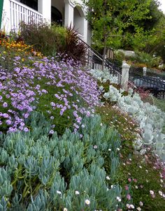 an assortment of plants and flowers in front of a building