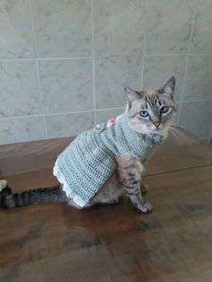 a cat wearing a sweater on top of a wooden table