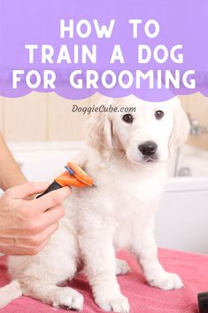 a dog grooming it's hair with the words how to train a dog for grooming