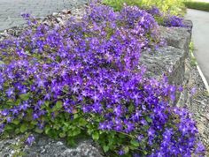 purple flowers growing on the side of a road