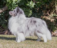 a dog that is standing in the grass