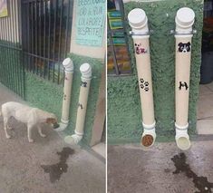 two pictures of a dog sniffing something out of a hole in the ground next to a fence