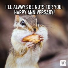 a squirrel is eating some food with the caption i'll always be nuts for you happy anniversary