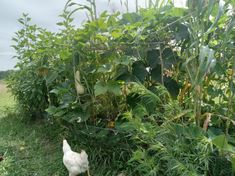 A gorgeous polyculture garden with a chicken