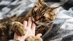 a person petting a cat on top of a bed next to a plaid blanket