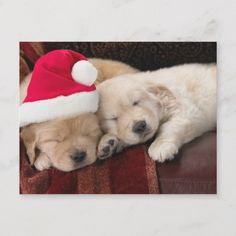 two puppies are sleeping on a couch wearing santa hats and laying next to each other