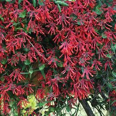 red flowers are growing on the branches of a tree