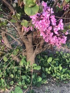 purple flowers growing on the side of a tree