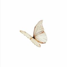 a white butterfly flying through the air