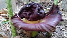 a purple flower that is growing in the dirt