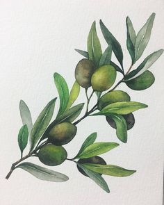 a painting of olives on a branch with leaves