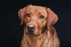 a brown dog with blue eyes looking at the camera on a black background in front of a dark backdrop