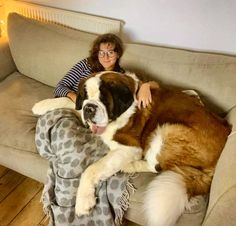 a large dog laying on top of a couch next to a woman with glasses and a blanket