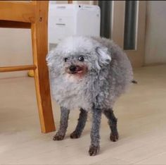 a small gray dog standing next to a wooden chair