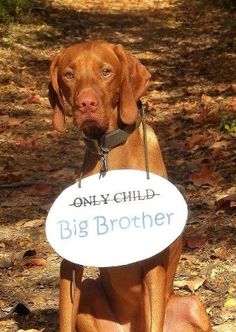 a brown dog holding a sign that says only child, big brother on it's collar