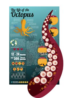 the life of an octopus is shown in this poster