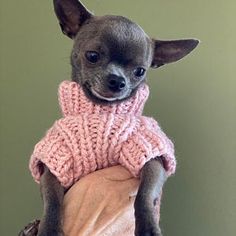 a small dog wearing a pink sweater on top of its owner's shoulder,