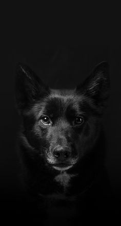 a black and white photo of a dog's face in the dark, looking at the camera