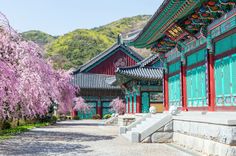 Korean Architecture, Ancient Korea, Gyeongbokgung Palace, Living In Korea, Cherry Blossom Japan, Han River, Malaysia Airlines, Asian Architecture, Natural Heritage