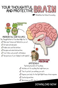 Teachers, Parents and School Counselors! Teach your students, children about the brain and stress response with this trauma-informed, social emotional learning lesson. Help young ones better understand the roles that their Thoughtful Turtle brain (prefrontal cortex) and Protective Porcupine brain (amygdala) play when we experience stress and big emotions. Empower them with calming tools that help with emotion regulation, which will also help you to reinforce compassionate classroom management! Social Emotional Learning Lessons, School Counseling Lessons, Clinical Social Work, The Human Brain, School Social Work, Counseling Activities, Child Therapy, Therapy Worksheets, Emotional Regulation