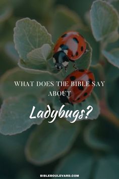 What Does the Bible Say About Ladybugs? Ladybug Meaning, Study Notebook, Bible Says, Natural World, The Bible, Bible Quotes, Bible Study, Verses