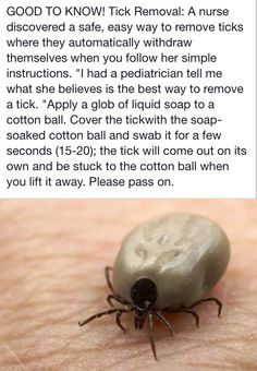 Safe tick removal Tick Removal, Natural Bug Repellent, Survival Skills Life Hacks, Survival Life Hacks, Home Health Remedies, Survival Life, Everyday Hacks, Good To Know, Simple Life Hacks