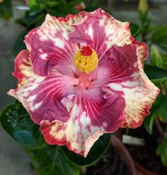 a pink and white flower with yellow stamen