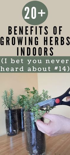 Check out these 20+ surprising benefits of growing herbs indoors. There is not doubting the benefits of indoor plants, but when you grow herbs inside I think it takes it to the next level. After reading this post I bet you will be convinced to start your own kitchen herb garden to experience some indoor plants with benefits. Even if you have a small kitchen, you can still get lots of fresh herbs from an easy DIY windowsill herb garden. Kitchen Growing Herbs, Diy Windowsill, Growing Herbs Inside During Winter, Herbs To Grow For Cooking, Growing Herbs Indoors With A Grow Light, Herbs Medicine