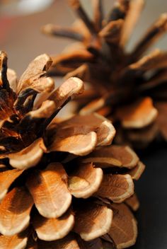 two pine cones sitting on top of each other