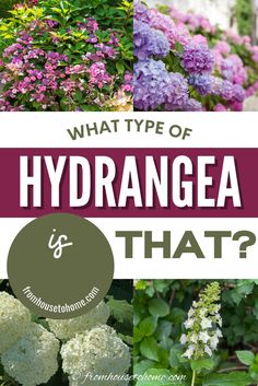 Types Of Hydrangeas (and How To Identify Them) Hydrangea Types, Hydrangea Plant Care, When To Prune Hydrangeas, Hardy Hydrangea, French Hydrangea, Hydrangea Serrata, Hydrangea Landscaping, Big Leaf Hydrangea, Types Of Hydrangeas