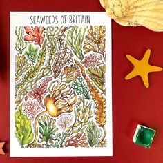 Alexia Claire | Seaweeds of Britain | Postcard | Conscious Craft Watercolour Wildlife, Uk Countryside, Wildlife Prints, British Wildlife, Kids Writing, Blank Greeting Cards, Stationery Supplies