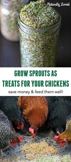 the cover of grow sprouts as treats for your chickens save money and feed them well