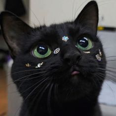 a black cat with jewels on its face