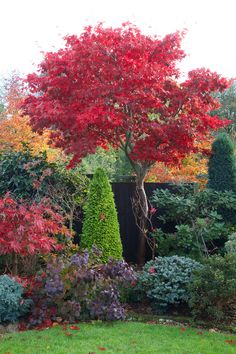 a red tree in the middle of a garden