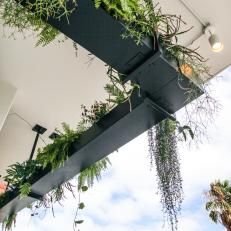 some plants hanging from the side of a building with blue sky and clouds in the background